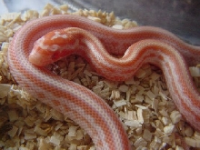Tessera Creamsicle Corn