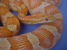 Cinnamon