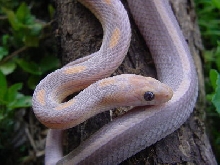 Lavender Motley