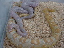 Plasma X Amber Corn