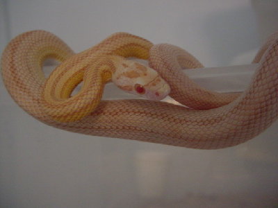 STRIPED BUTTER CORN