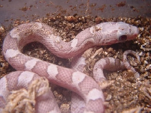 Ghost Blood Red