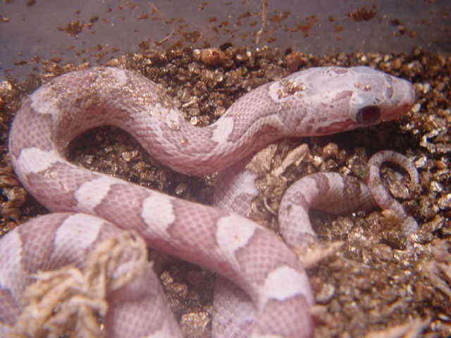 Ghost Blood Red