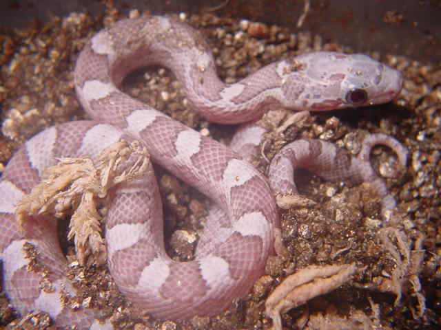 Ghost Blood Red