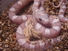 Ghost Blood Red