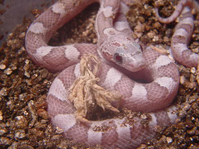 Ghost Blood Red