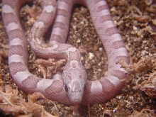 Ghost Blood Red