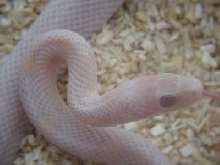 Hypo Plasma Corn