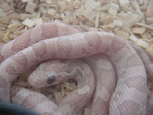 Ultra Lavender