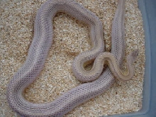 Striped Granite Corn