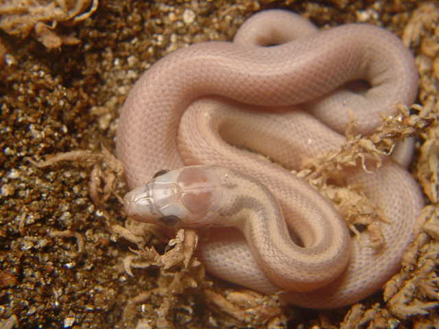 08 Striped Lavender