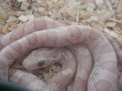 Ultra Lavender