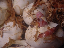 Hatching Ultramel Bloodred