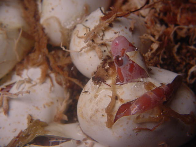 Hatching Ultramel Bloodred