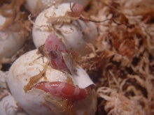 Hatching Ultramel Bloodred