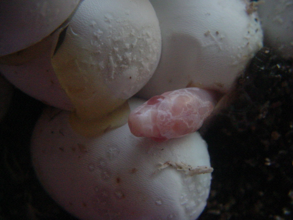 Opal Blood