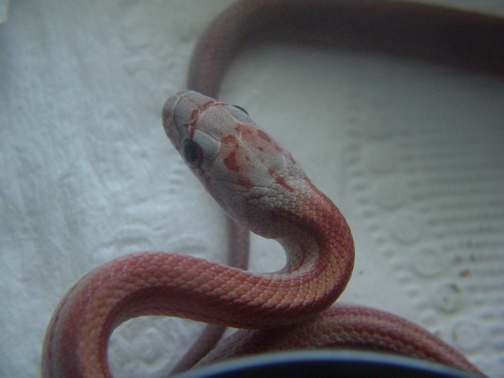 STRIPED HYPO BLOOD RED