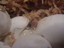 2010 hatching
