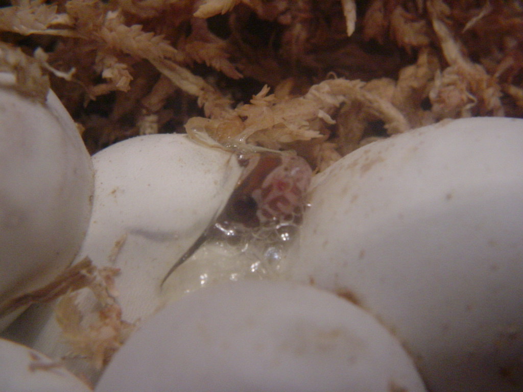 2010 hatching