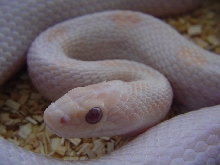 HYPO LAVENDER BLOOD RED