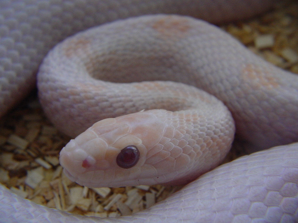 HYPO LAVENDER BLOOD RED