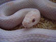 HYPO LAVENDER BLOOD RED