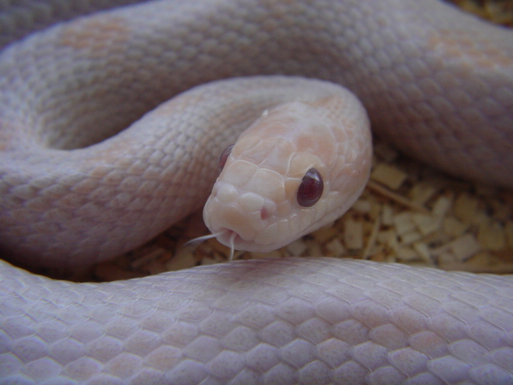 HYPO LAVENDER BLOOD RED