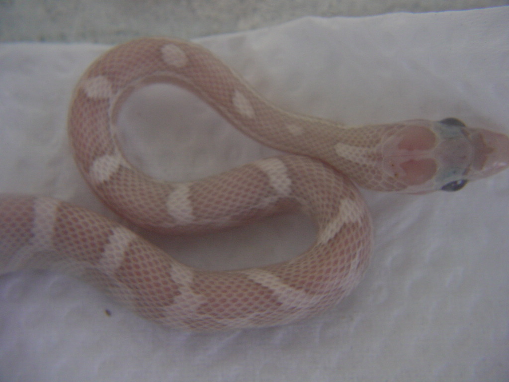 AMBER LAVENDER CORN