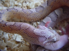 ULTRA GRANITE CORN