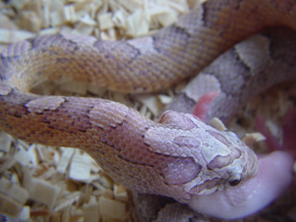 ULTRA GRANITE CORN
