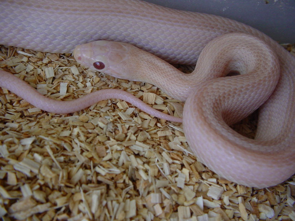 STRIPED HYPO LAVENDER