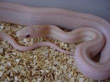 STRIPED HYPO LAVENDER