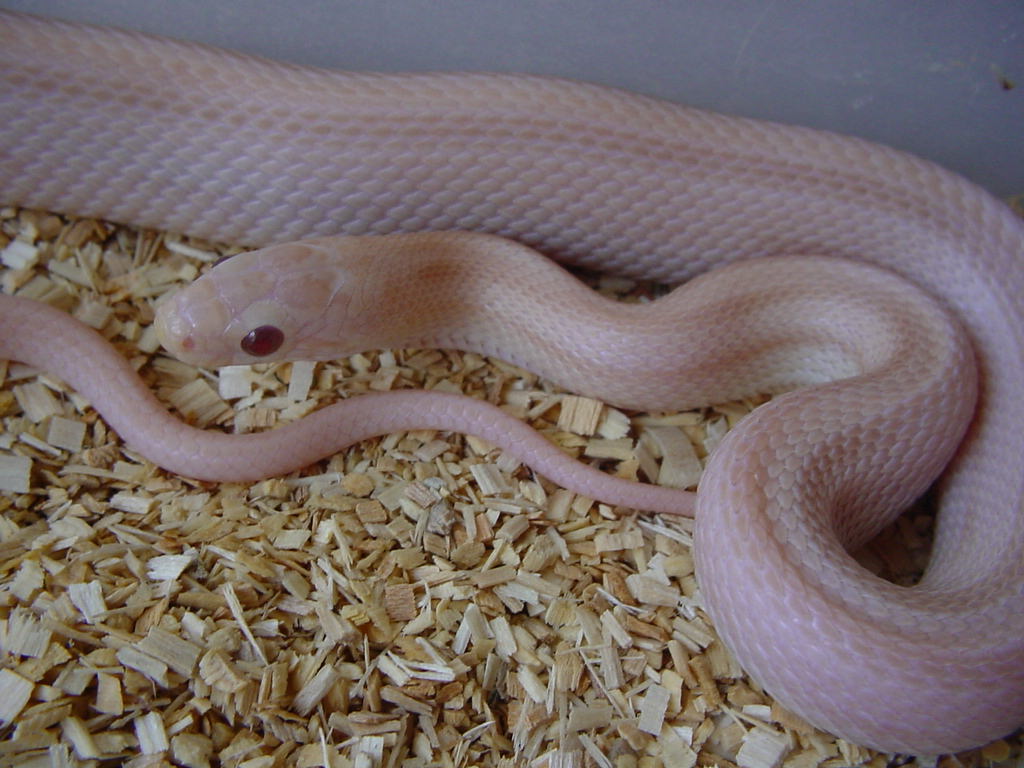 STRIPED HYPO LAVENDER