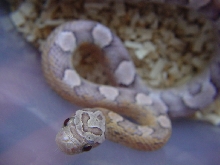 ULTRA GRANITE CORN