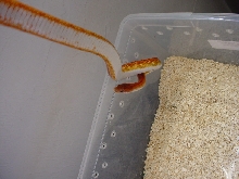 stillman belly