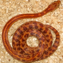 Stillman