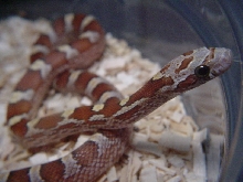 AMBER BLOOD RED CORN