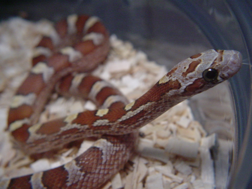 AMBER BLOOD RED CORN