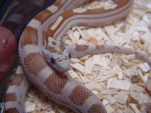 AMBER MOTLEY CORN
