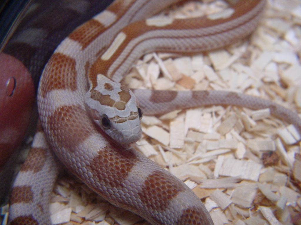 AMBER MOTLEY CORN