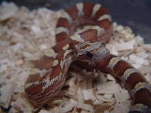 AMBER BLOOD RED CORN