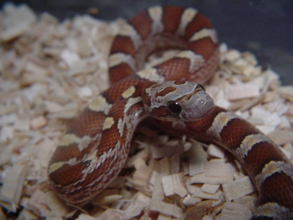AMBER BLOOD RED CORN