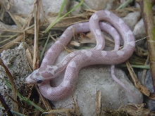 ULTRAMEL ANERY MOTLEY