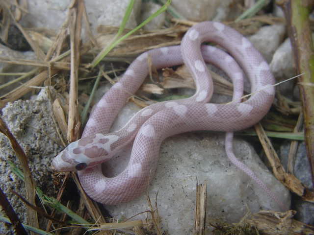 ULTRAMEL ANERY MOTLEY