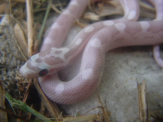 ULTRAMEL ANERY MOTLEY