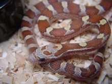 AMBER BLOOD RED CORN