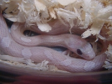 2010 AMBERDER CORN