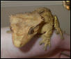 Close Up of Drako