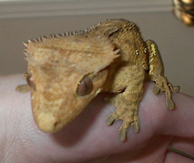 Close Up of Drako