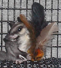 Kuria with Toy